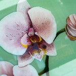 Close Up Of resined Orchid Painting, Third On Canvas Alexis Martinez Puleio