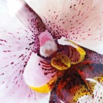 Close Up of Resined Orchid Third On Canvas Alexis Martinez Puleio