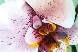 Close Up of Resined Orchid Third On Canvas Alexis Martinez Puleio